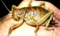 With giant crickets, the males get bigger and bigger