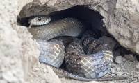 Without legs, how does a snake dig a burrow?