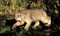 Wolves help protect threatened forest cats