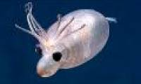 Wonder the lovely squid like little pig