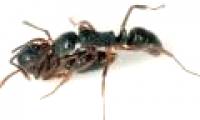 Worker ants 'thanks' you transport food