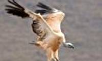 World Cup 2010 is a threat to vultures