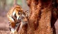 World's largest tiger sanctuary