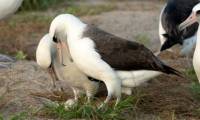 World's oldest albatross lays egg at age 74