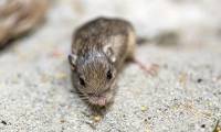World's oldest mouse discovered