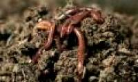 Worms also cause global warming