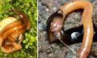 Worms eat invading Europe