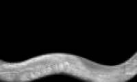 Worms 'fireflies' are created in the laboratory
