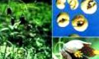 Xuyen acupuncture - Herbal medicine treat cough