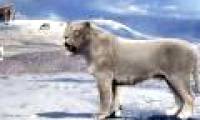 Yang's Tiger: The native lion of China but called the tiger