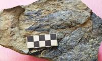 Yen Bai discovers fossils over 5 million years old