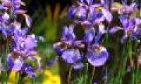 You are watching the flowers with the most rare and expensive scents in the world