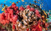 You may not know: A light touch is enough to kill corals