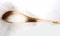You will be surprised if you know what this hair is really!