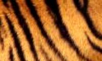You will be very surprised to know how the skin under the tiger's plaid fur