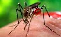 Young men in Phu Yen are infected with Zika virus