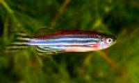 Zebra fish help cure blood cancer