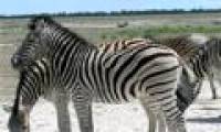Zebras record the longest migration on the continent