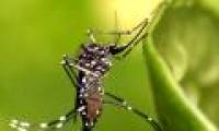Zika mosquitoes burn during the day while the Vietnamese are only caught at night