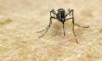 Zika virus in Brazil is similar to Zika virus in Asia