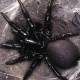 12 of the most terrifying venomous spiders to humans.