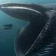 Can you live in whale belly?