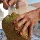 Ethephon fruit ripening is safe for human health