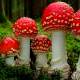 How to identify and prevent poisonous mushrooms