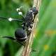Survival of parasitic fungus Ophiocordyceps unilateralis