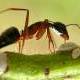 The most diligent animals on the planet