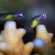 The world's smallest fish 'saves' coral reefs