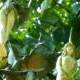 Video: Stunned with a tree with fruit ... naked girl